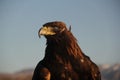 Closeup of a golden eagle with a yellow beak during sunset with a blurry background Royalty Free Stock Photo