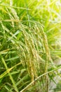Closeup of Golden Ear of Rice in the Rice Field Royalty Free Stock Photo