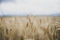 Closeup of golden ears of wheat growing in field Royalty Free Stock Photo