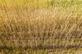 Closeup of golden field of wheat ready to be harvested. ripe rye plants background. aerial view Royalty Free Stock Photo