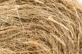 Closeup of golden hay roll Royalty Free Stock Photo