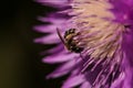 Closeup of a golden honey bee which pollinates a flower in garden with purple petals. Royalty Free Stock Photo