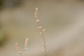 Closeup of golden lawn weed, sunlit sparkling in the light