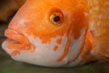 Closeup of a golden Midas Cichlid fish Royalty Free Stock Photo