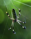 Closeup of a Golden Orb spider Nephila hanging in web inside the Corcovado National Park, Costa Rica