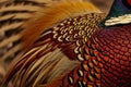 closeup on golden pheasant tail feathers fanned Royalty Free Stock Photo