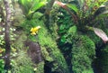 Closeup of a golden poison frog on a leaf in jungle Royalty Free Stock Photo