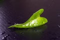 Closeup of Golden Pothos house plant leaf with water droplets on