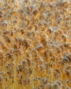 Golden Reeds Closeup