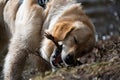 Closeup of a golden retriever chewing a stick.