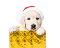 Closeup of golden retriever puppy in gift box isolated Royalty Free Stock Photo