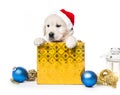 Closeup of golden retriever puppy in gift box isolated Royalty Free Stock Photo