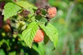 Closeup of a golden ripe orange raspberry