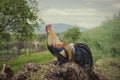 Closeup of golden rooster standing on pile of manure on traditional rural barnyard in the morning. Free range farming Royalty Free Stock Photo