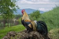 Closeup of golden rooster standing on pile of manure on traditional rural barnyard in the morning. Free range farming Royalty Free Stock Photo