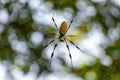 Golden Silk Orb-weaver Spider Nephila Clavipes In Web - Long Key Natural Area, Davie, Florida, USA