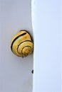 Spiral snail on a wall