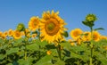 Golden sunflower field under a blue sky Royalty Free Stock Photo