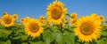 Golden sunflower field under a blue sky