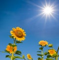 Golden sunflower flowers on blue sunny sky background