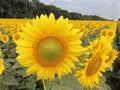 Closeup golden sunflower head. In the background sunflower field, forest and blue sky