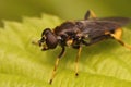 Closeup on the golden tailed leafwalker hoverfly, Xylota sylvarum Royalty Free Stock Photo