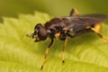 Closeup on the golden tailed leafwalker hoverfly, Xylota sylvarum