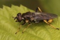 Closeup on a golden-tailed leafwalker hoverfly, Xylota sylvarum sitting on a green leaf in the forest