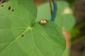 Pair of golden beetles on morning glory leaf