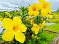 Closeup of Golden trumpet,  Allamanda cathartica yellow flowers captured in a garden Royalty Free Stock Photo