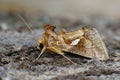 Closeup on the  golden twin-spot moth or tomato looper , Chrysodeixis chalcites Royalty Free Stock Photo