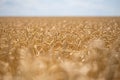 Closeup golden wheat ears