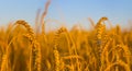 closeup golden wheat field