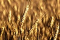 Closeup Golden Wheat field, Generative AI