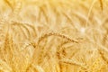 Closeup golden wheat field