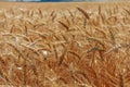 Closeup on golden wheat field at sunny summer day Royalty Free Stock Photo