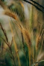 Closeup of a golden wheat grain resting on a bed of dry wheat husks Royalty Free Stock Photo