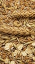 Closeup of Golden Wheat and Oat Grains Royalty Free Stock Photo