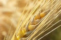 Closeup of golden wheat plant on blur background Royalty Free Stock Photo