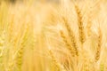 Closeup Golden wheat seed