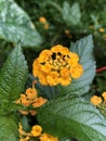 Closeup Golden yellow Lantana Raindrop on petals