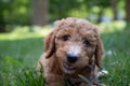 Closeup of a goldendoodle puppy chewing a stick