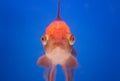 Closeup of a goldfish