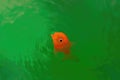 Goldfish plastic toy making ripples in green water. Royalty Free Stock Photo