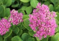 Closeup of Goldflame Japanese Spirea. Stonecrop family