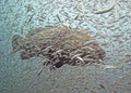 Closeup of a Goliath Grouper(jewfish) in a bait ball with thousands of small fish