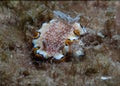 Closeup of a Goniobranchus obsoletus sea slug swimming under the water at Gador Nature reserve