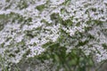 Goniolimon tataricum with white-pink flowers