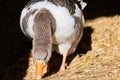 Closeup of Goose Head. Cute Goose Birds Animal