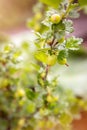 Closeup from a gooseberry bush with fresh green fruits on it